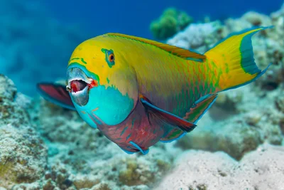 Heavybeak Parrotfish - Chlorurus gibbus