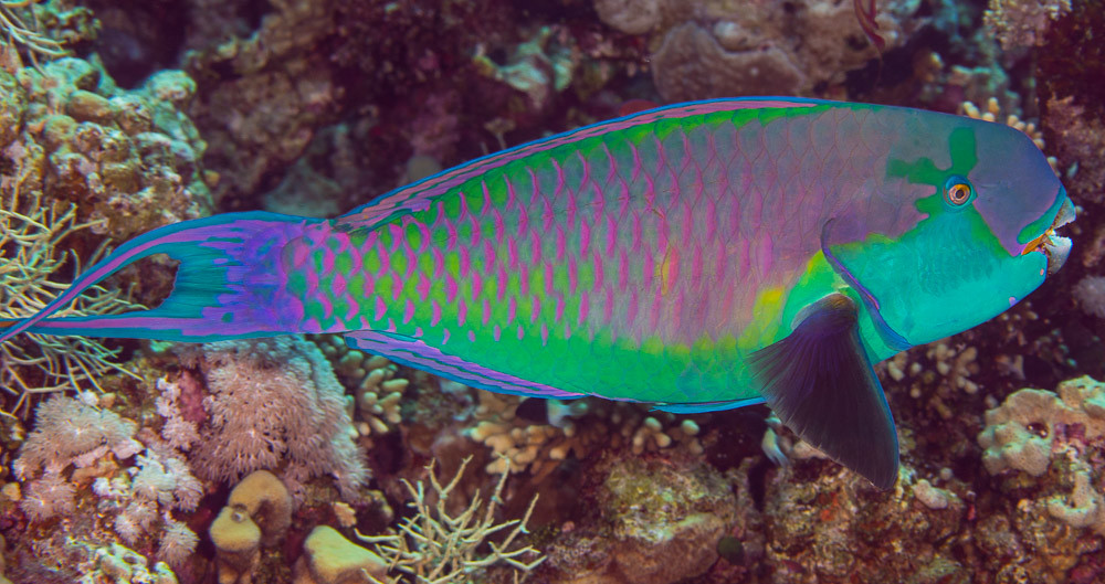 Heavybeak Parrotfish, terminal phase - Chlorurus gibbus