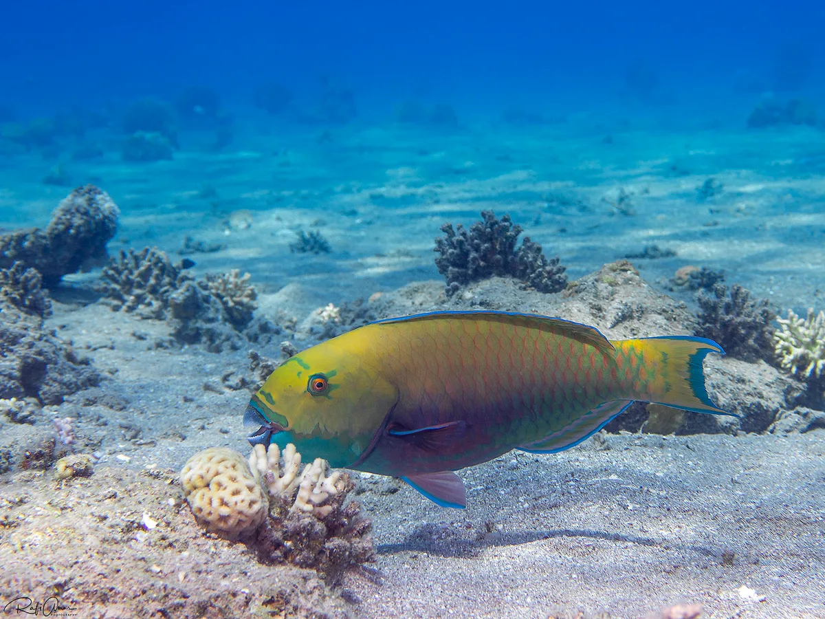 Steephead Parrotfish - Chlorurus gibbus