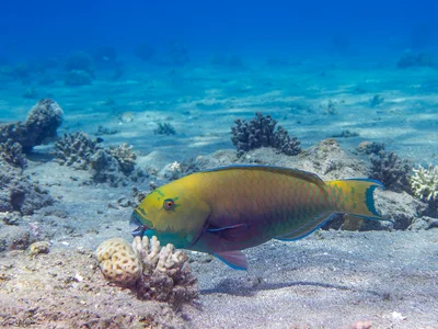 Steephead Parrotfish - Chlorurus gibbus