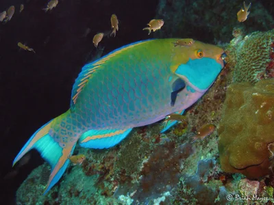 Heavybeak Parrotfish (Chlorurus gibbus)