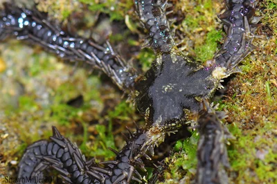 Hedgehog Brittle Star
