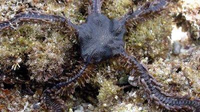 Ophiocoma erinaceus
