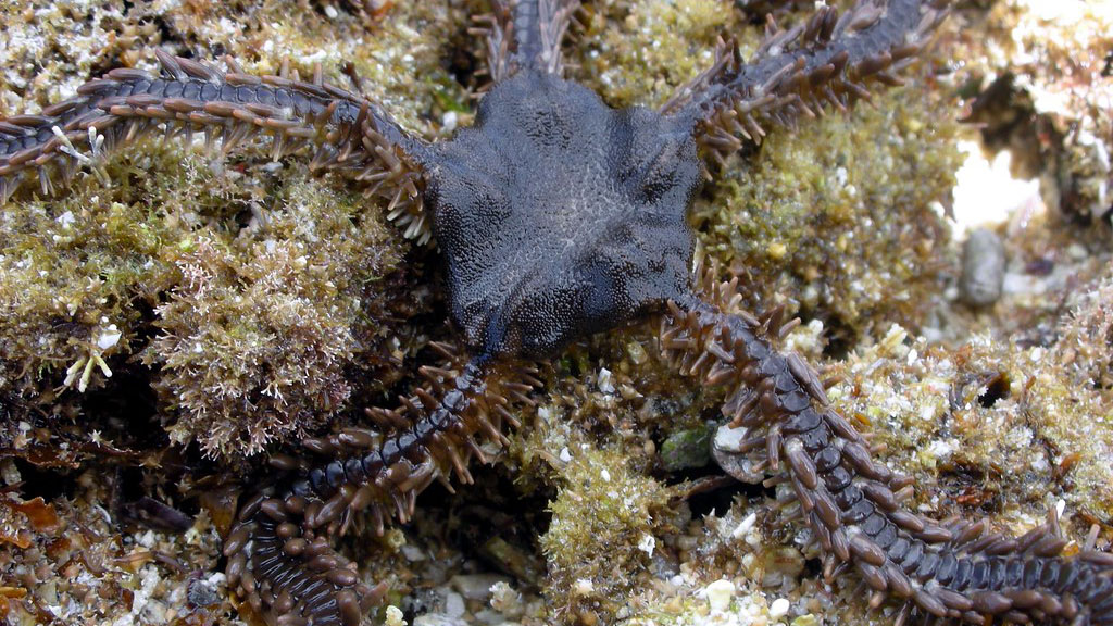 Ophiocoma erinaceus