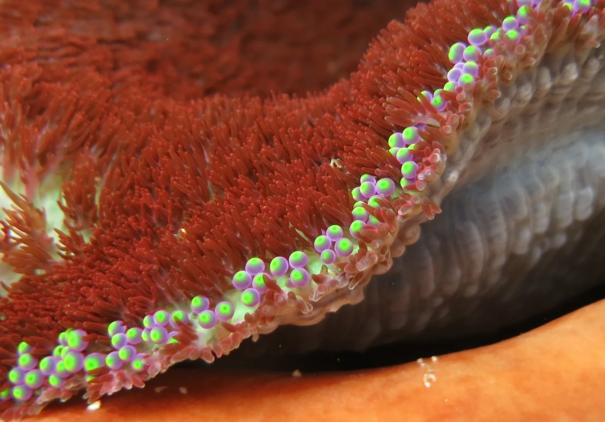 Anemone detail (Heterodactyla hemprichii)