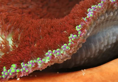 Anemone detail (Heterodactyla hemprichii)