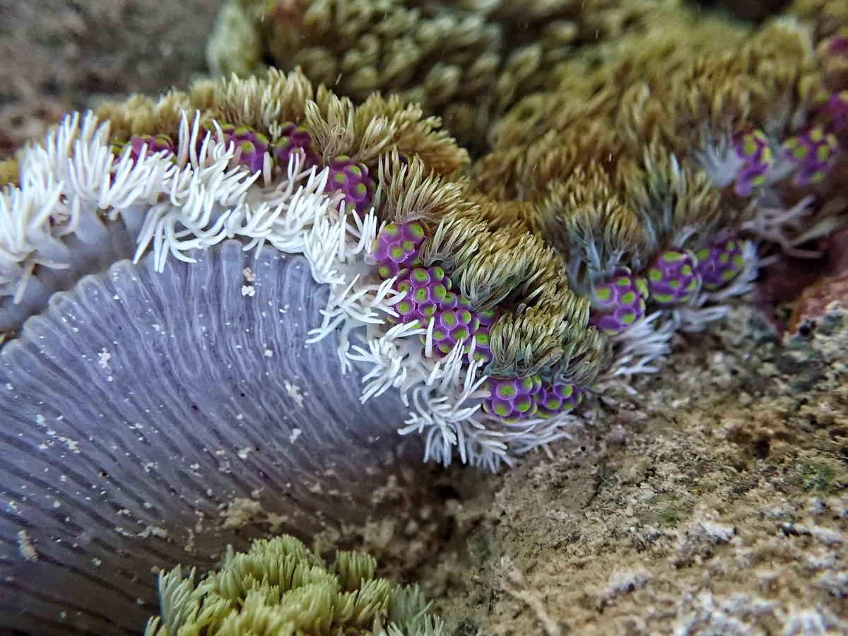 Ягодный анемон. Berry anemone. Actineria sp1. (Thalassianthidae).
