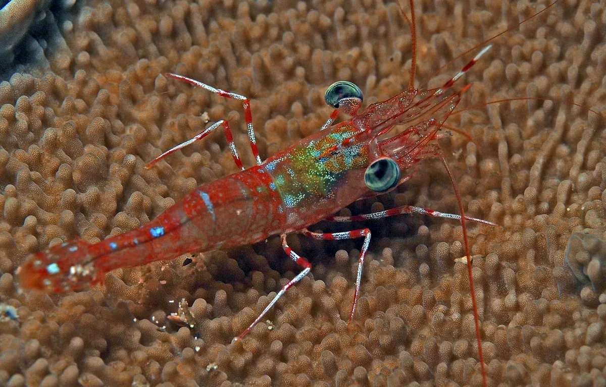 Hendersons Hinge-beak Shrimp