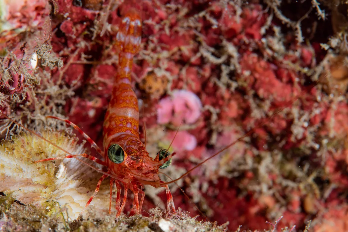 Hendersons Hinge-beak Shrimp