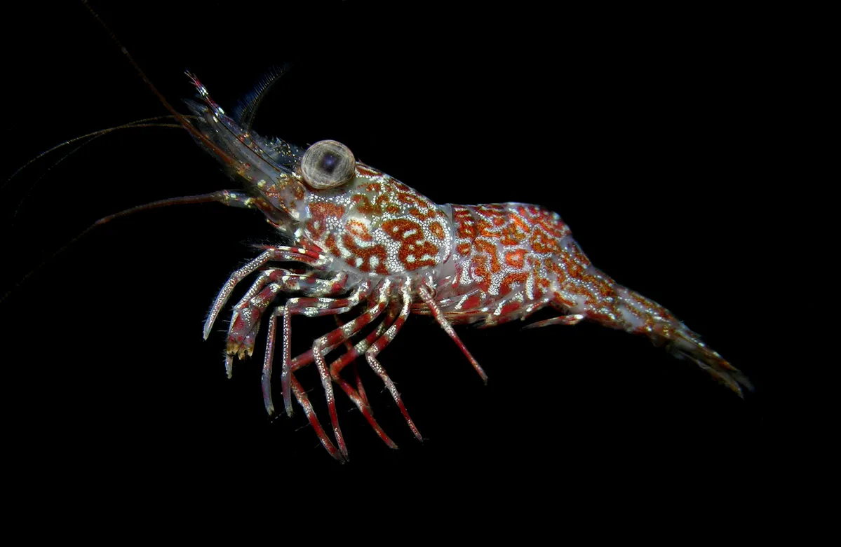 Hendersons Hinge-beak Shrimp
