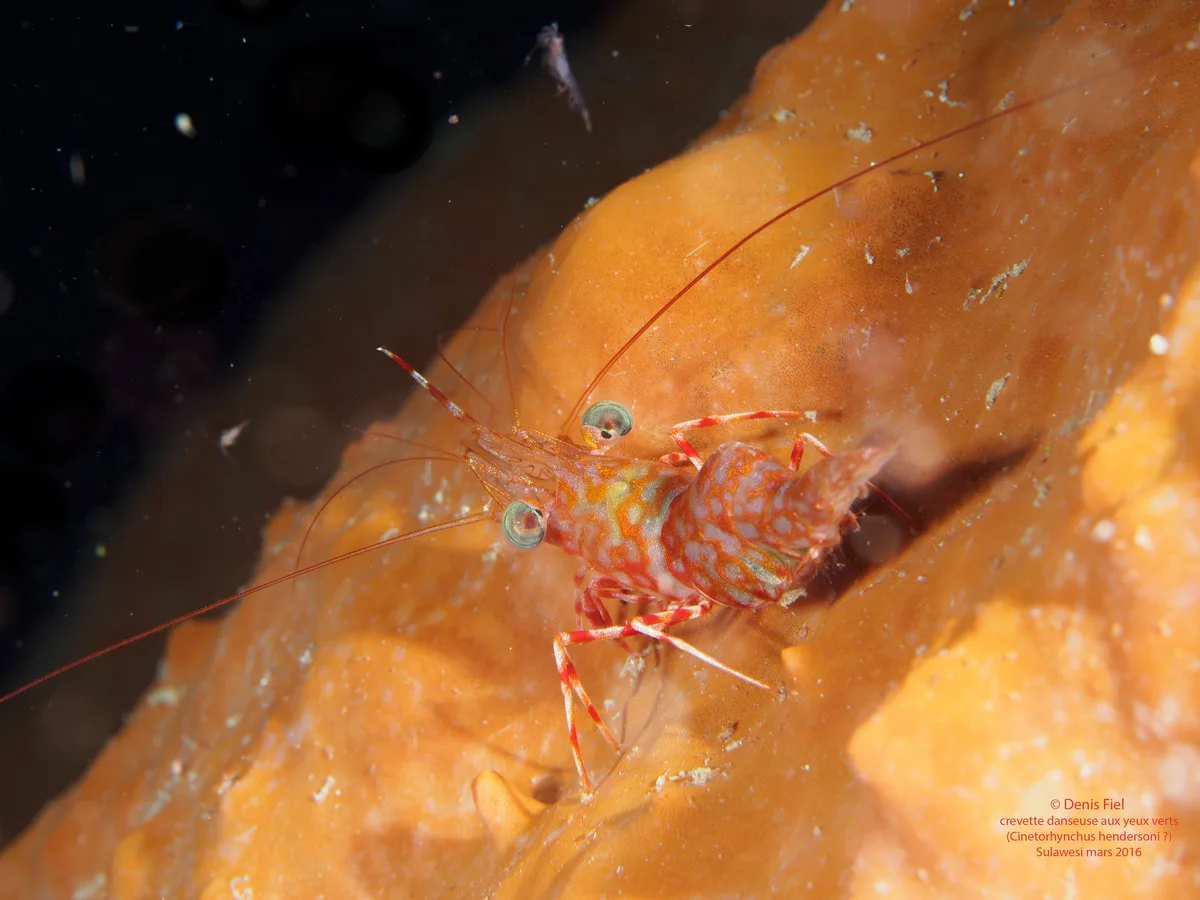 Cinetorhynchus hendersoni