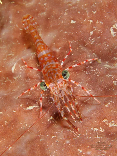 Cinetorhynchus hendersoni