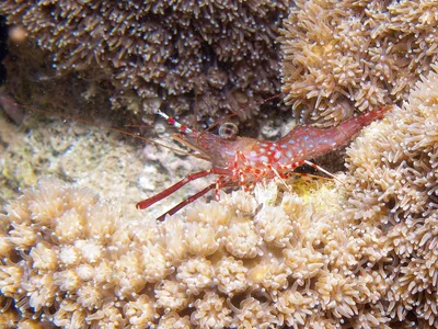 Cinetorhynchus hendersoni