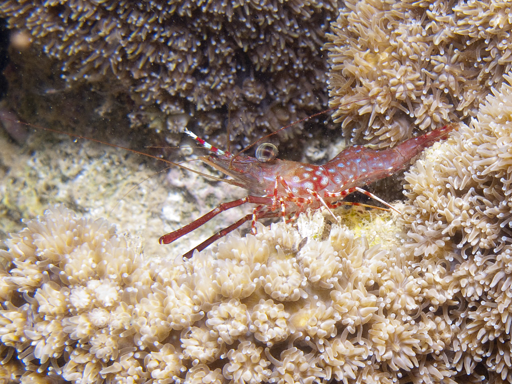 Cinetorhynchus hendersoni
