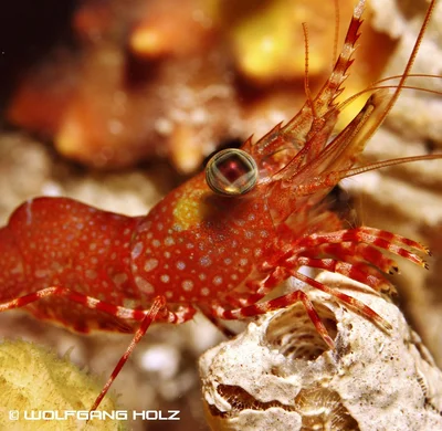 Cinetorhynchus hendersoni (Henderson's Hinge-Beak Shrimp), Romblon Island, Philippines