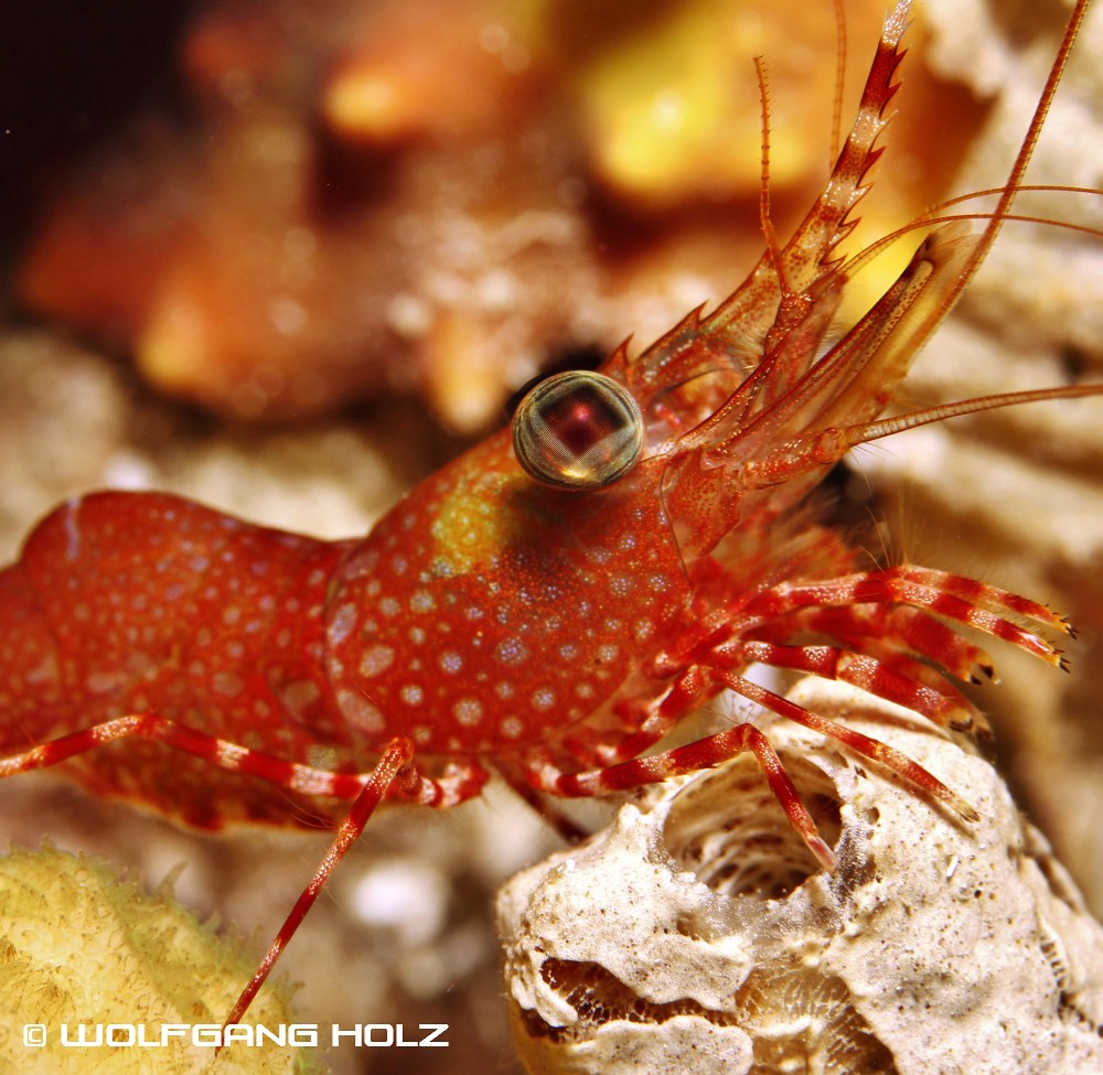 Cinetorhynchus hendersoni (Henderson's Hinge-Beak Shrimp), Romblon Island, Philippines
