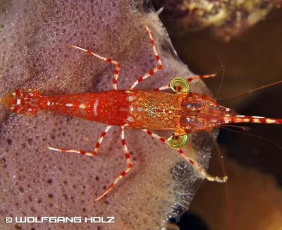 Cinetorhynchus hendersoni (Henderson's Hinge-Beak Shrimp), Romblon Island, Philippines