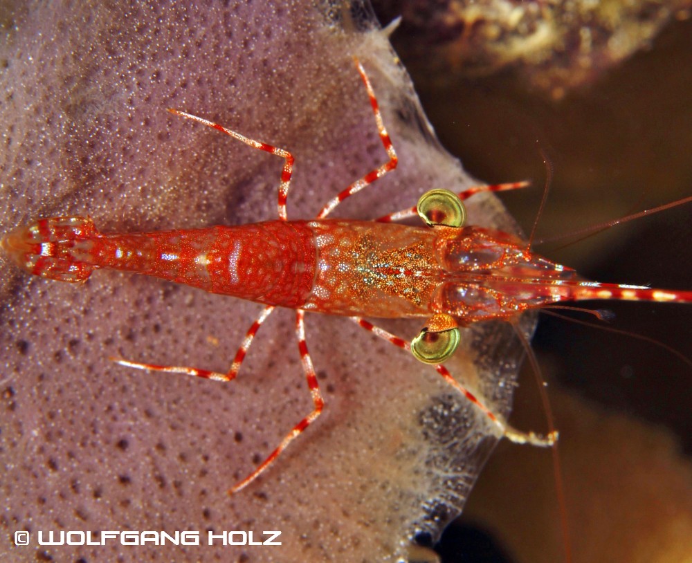 Cinetorhynchus hendersoni (Henderson's Hinge-Beak Shrimp), Romblon Island, Philippines