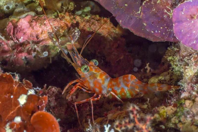 This could be a Henderson's hinge-beak shrimp (Cinetorhynchus hendersoni)