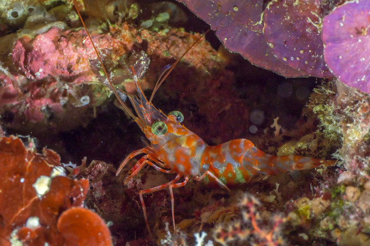 This could be a Henderson's hinge-beak shrimp (Cinetorhynchus hendersoni)