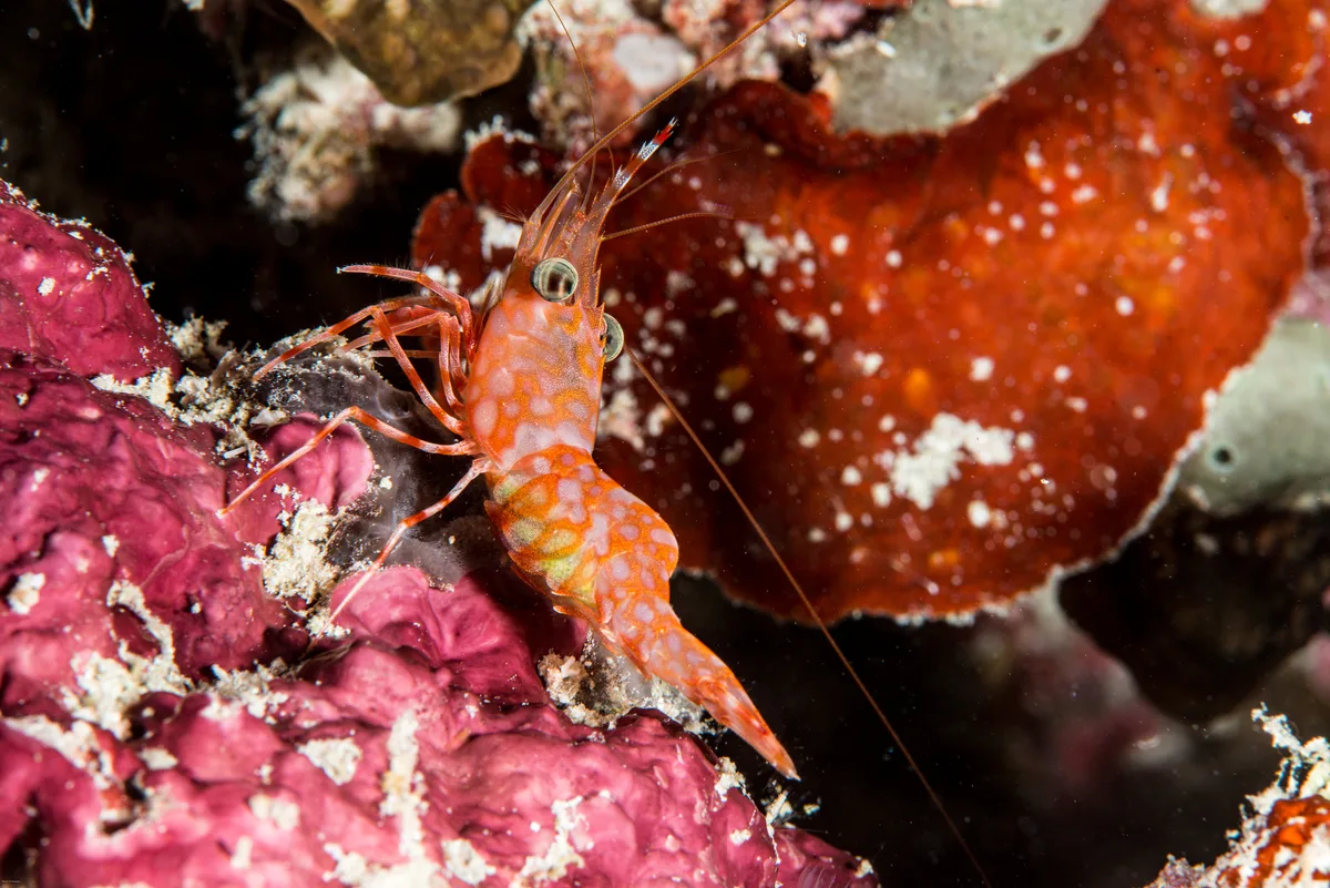 Cinetorhynchus hendersoni (Henderson's Hinge-Beak Shrimp)