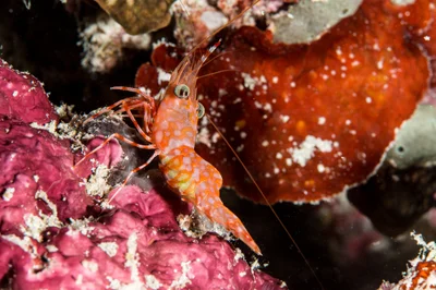 Cinetorhynchus hendersoni (Henderson's Hinge-Beak Shrimp)