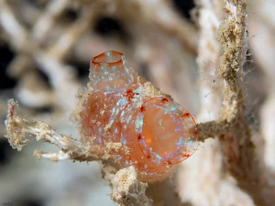 Red-throated Ascidian - Herdmania momus