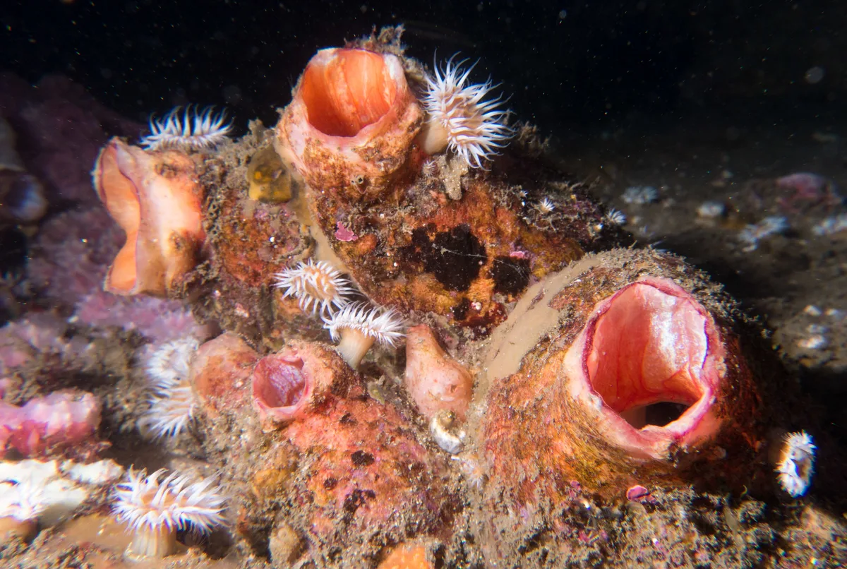 Red-mouth ascidians Herdmania momus