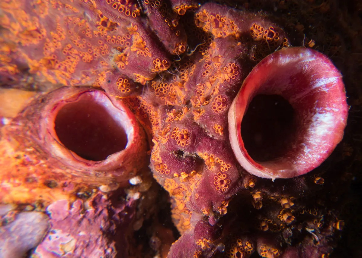 Big ascidian small ascidian Herdmania momus