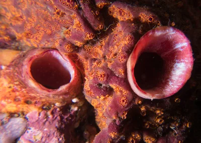 Big ascidian small ascidian Herdmania momus