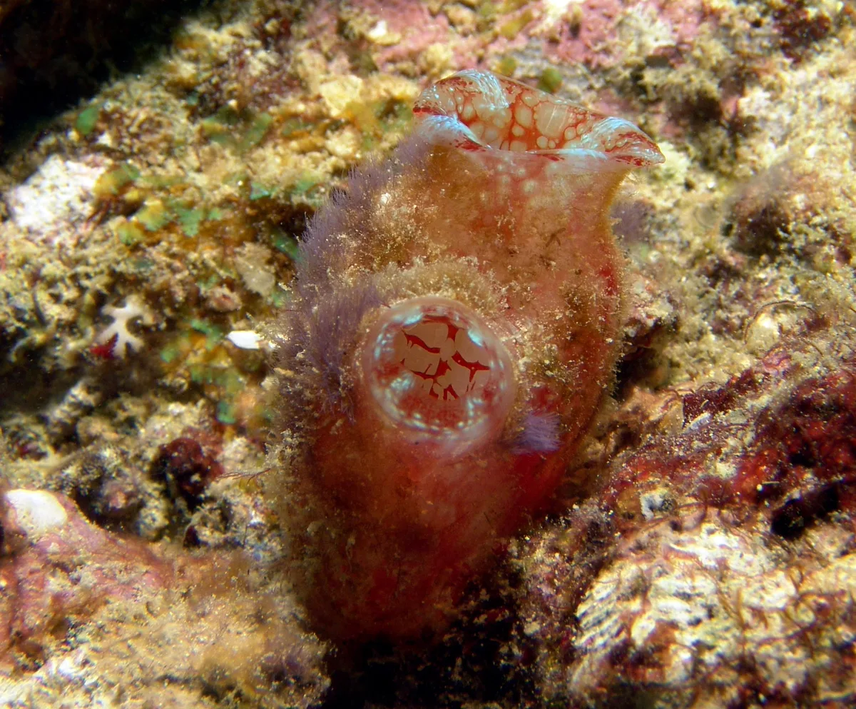 Malaisie-borneo-Sipadan (178)