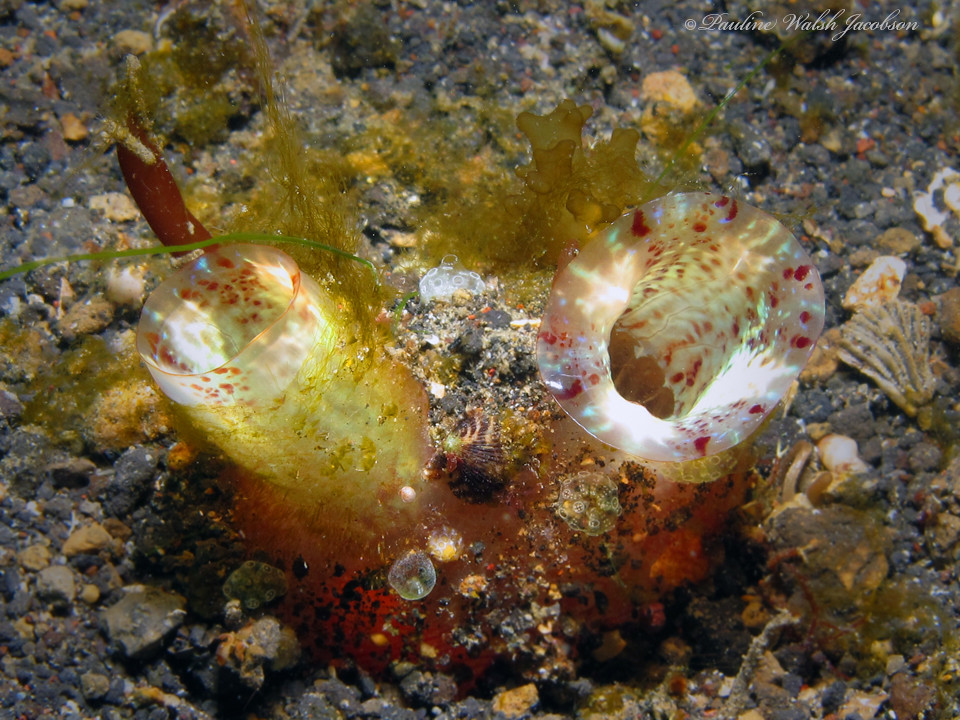lembeh 16 IMG_7460a sm Red-throated Ascidian, Herdmania momus, Jahir 1