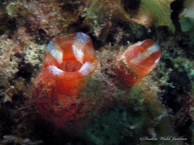 lembeh 11 IMG_1476a
