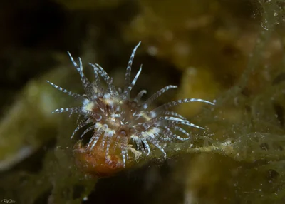 Calliactis polypus - Hermit Crab Anemone