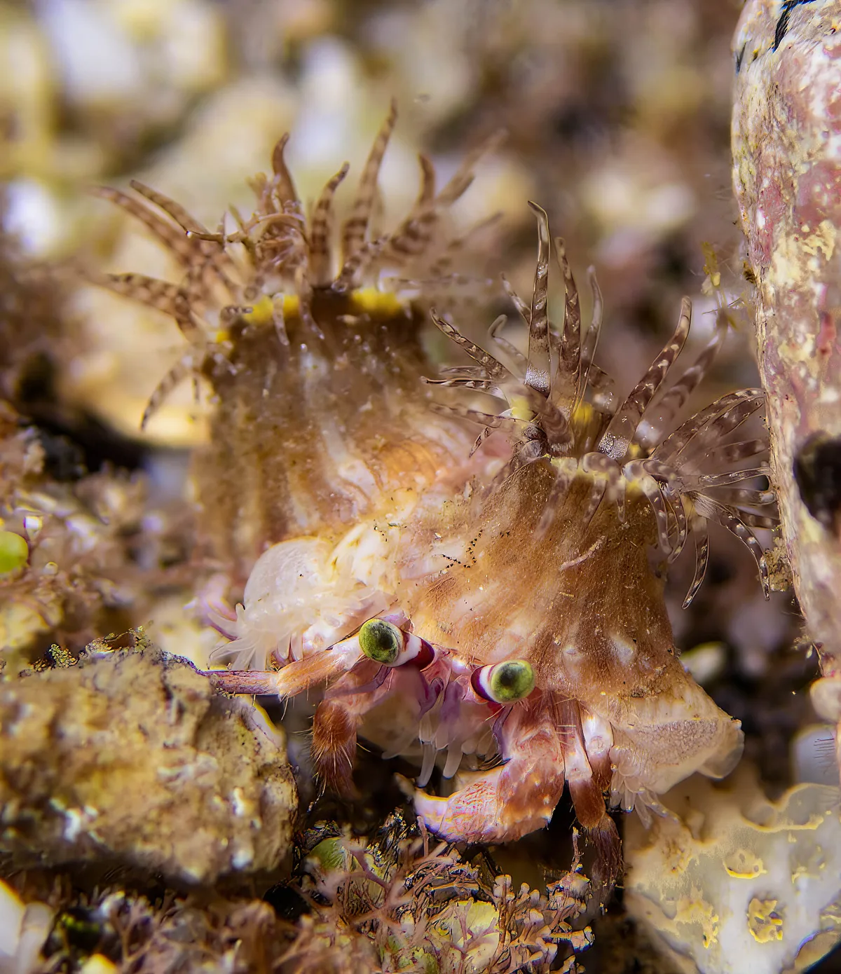 Dardanus deformis baby