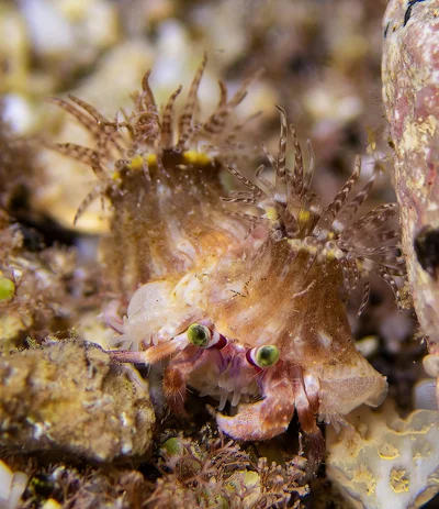 Dardanus deformis baby