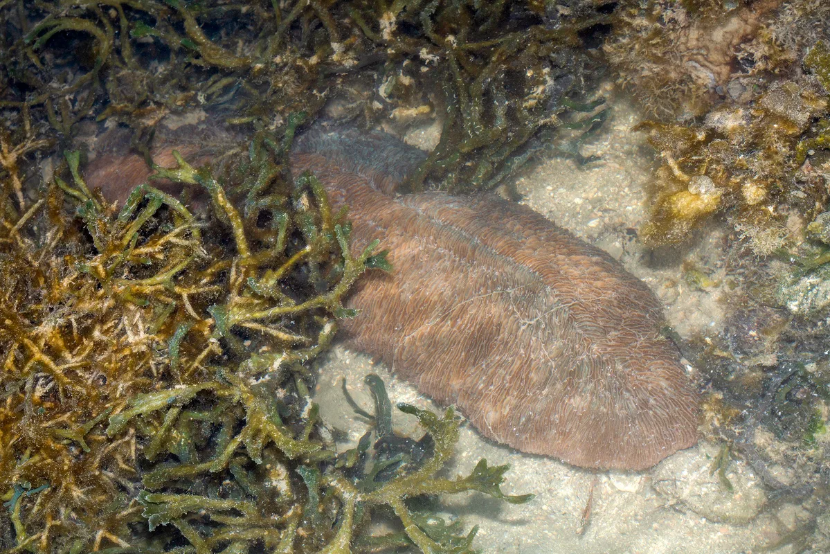 _Z2A8551 Herpolitha limax