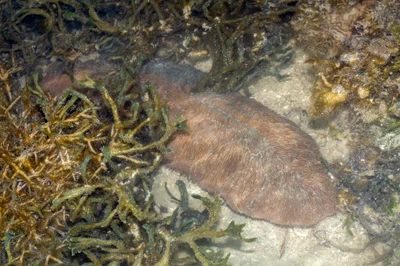 _Z2A8551 Herpolitha limax