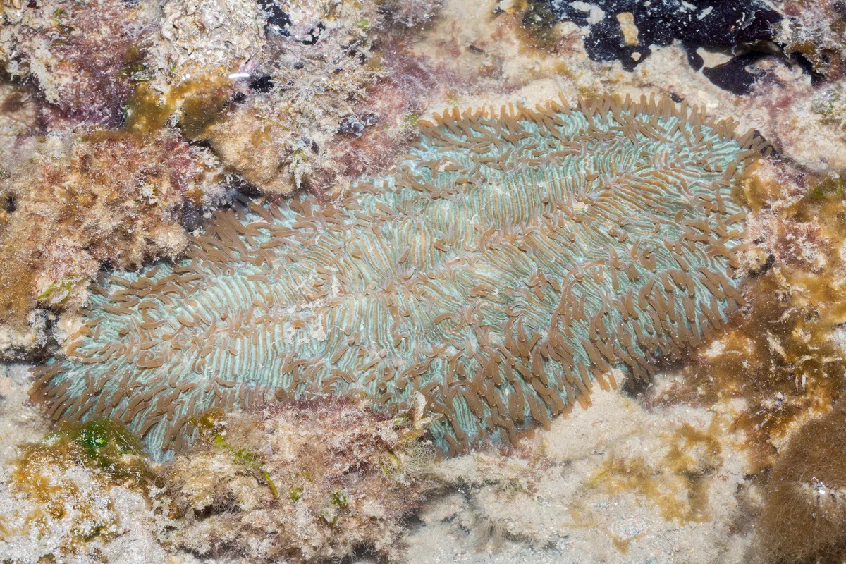 _Z2A7264 Herpolitha limax
