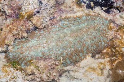 _Z2A7264 Herpolitha limax