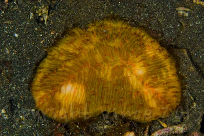Herpolitha limax