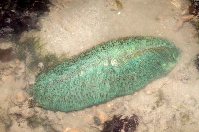 _Z2A0247 Herpolitha limax