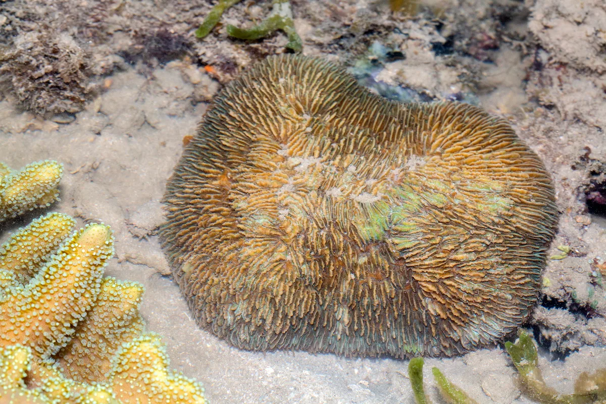 _Z2A2243 Herpolitha limax
