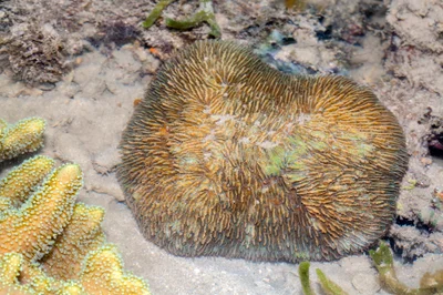 _Z2A2243 Herpolitha limax