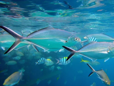 Trevally Scad (Alepes vari)