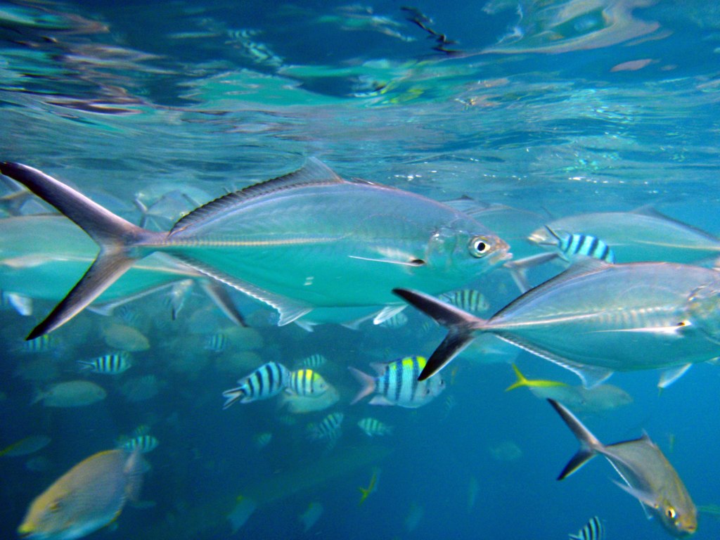 Trevally Scad (Alepes vari)