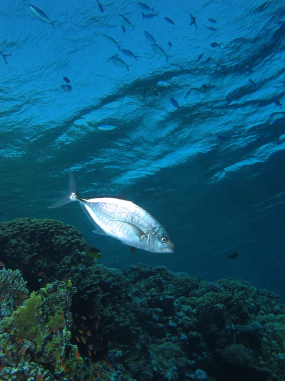 Herring scad cruising the reef  at Elphinstone Reef, Red Sea, Egypt #SCUBA