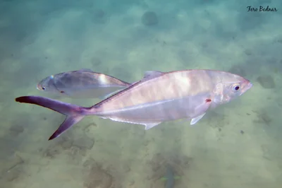 Alepes vari - Tioman Island, Pahang, Malaysia