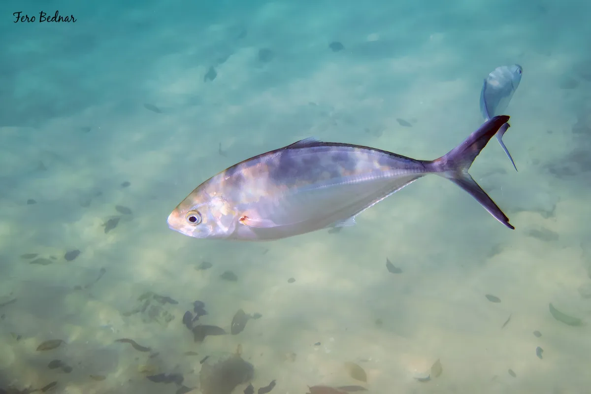 Alepes vari - Tioman Island, Pahang, Malaysia