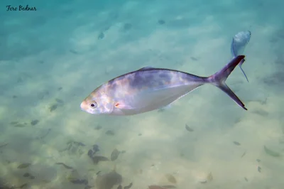Alepes vari - Tioman Island, Pahang, Malaysia